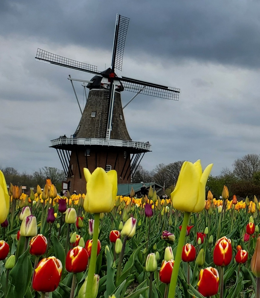 Cernys Journeys: Windmill Garden Acres Holland MI